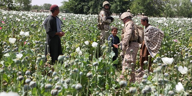 Opium_poppies